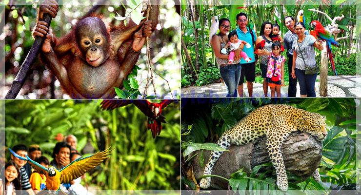 새 공원 Bali Bird Park & 동물원 Bali Zoo & 발리 사파리 Bali Safari